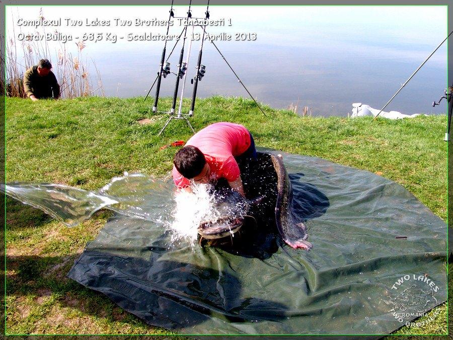 catfish pe tancabesti - 6447337882213556486380809163n.jpg